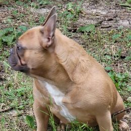 Saffron - French Bulldog