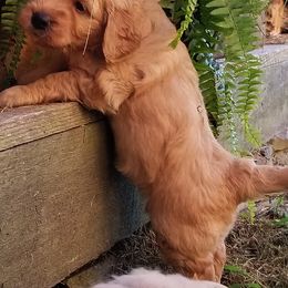 Goldendoodles from Flying Feather Farm