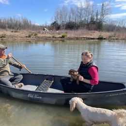 Australian Cobberdog Puppies from Faberge Australian Cobberdogs