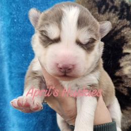 Girl 1 - Red and white female Siberian Husky puppy in Terre Haute, Indiana from April's Huskies