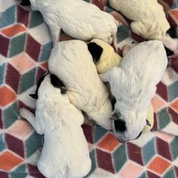 Boy 5 - Blue male Australian Cattle Dog puppy in Norton, Ohio from Australian Cattle Dog Company