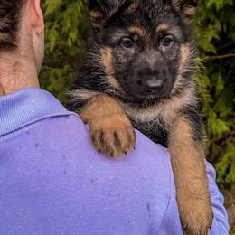 Pink Power - Black and tan female German Shepherd puppy in Bonney Lake, Washington from German Shepherds Von Washington