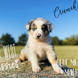 Australian Shepherd Puppies from Far West Aussies