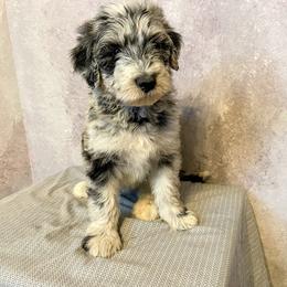 Aussiedoodle, Australian Shepherd, Bernedoodle, Cockapoo, and Poodle Puppies from Sis' Doodles & Poodles