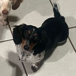Sparrow - Dachshund