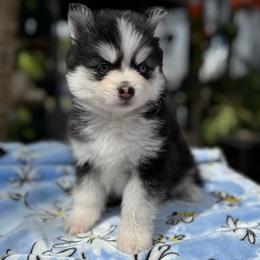 Libra - Black and white female Pomsky puppy in Homeland, California from Lara's Ranch Pomskies
