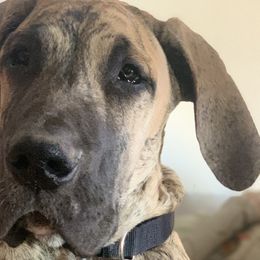 Duke - Great Dane