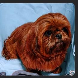 Pretty Poppy - Shih Tzu