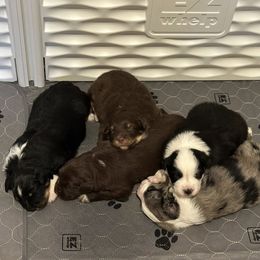 Australian Shepherd puppies from Lightspeed Kennels