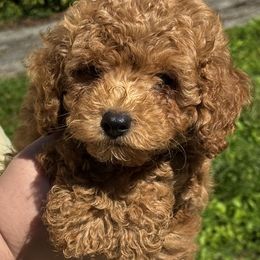 Keegan - Red  male Poodle puppy in Rocky Top, Tennessee from WayMakers Papillons, Poodles & Papipoms