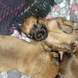 Soft Coated Wheaten Terriers from Mo Cuishle's Wheatens