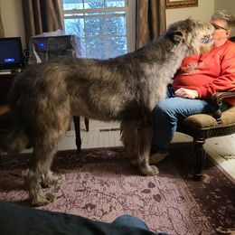 Irish Wolfhound Puppies from Stormborn Irish Wolfhounds