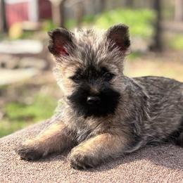 Martin - Cream male Cairn Terrier puppy in Mountain Grove, Missouri from CreekTop