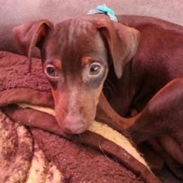 Miniature Pinscher Puppies from DeLeeuw Family Miniature Pinschers