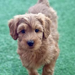 Grover - Red male Australian Labradoodle puppy in Londonderry, New Hampshire from Granite State Labradoodles