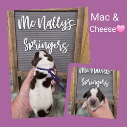 Mac and Cheese - Liver and white female English Springer Spaniel puppy in Freeland, Michigan from McNally's Springer Spaniels