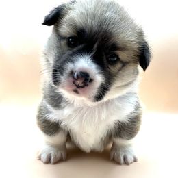 Pembroke Welsh Corgi Puppies from Mountain Adventure Farm