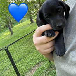 Dachshund Puppies from Rock Bottom Farms