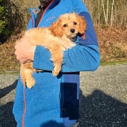 Sweet love - Apricot male Cavapoo puppy in Washington from Mt.BakerPoodles&Doodles