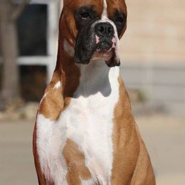 Boxers from Illyrian Boxers