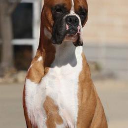 Boxers from Illyrian Boxers