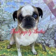 Ling - Pug
