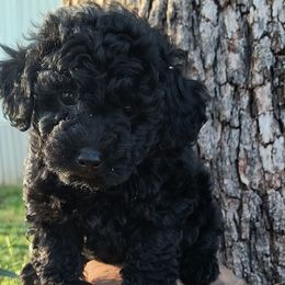 Poodles from Country Cuties