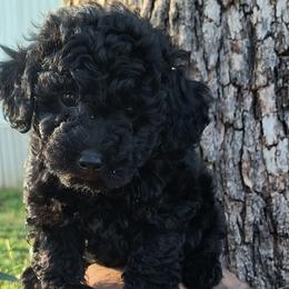 Poodles from Country Cuties