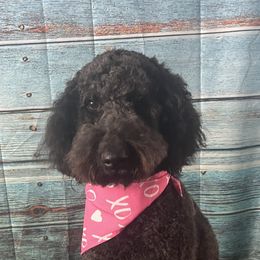 Pepper - Goldendoodle