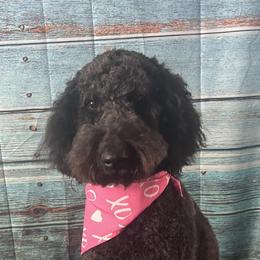Pepper - Goldendoodle