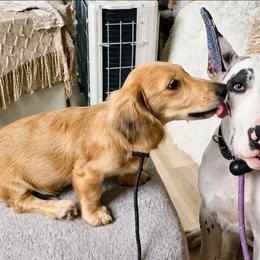 Karma - Harlequin female Great Dane puppy in Brooksville, Florida from Follow My Lead Great Danes