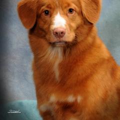 Boykin Spaniel and Nova Scotia Duck Tolling Retriever All Grown Up from Beekauz Kennel