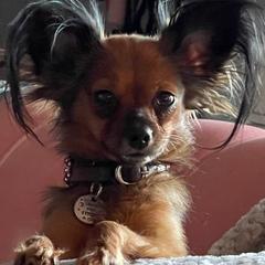 Russian Toys from BMZ Russian Toys