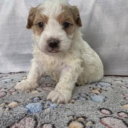 Twix - Parti male Maltipoo puppy in Berea, Kentucky from Blair’s Furry Friends