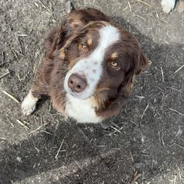 Ruby - Australian Shepherd
