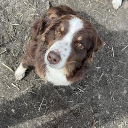 Ruby - Australian Shepherd