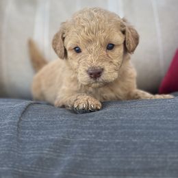 Sugarplum - Apricot female Goldendoodle puppy in Greenville, North Carolina from ENC Goldendoodles