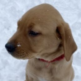 Labrador Retrievers from Gingersnap Labs