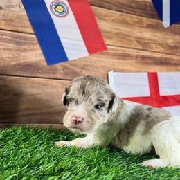 England - Merle female Labradoodle puppy in Kingston, Georgia from CC Familydoodles