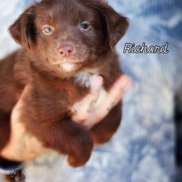 Richard - Red & white male Miniature American Shepherd puppy in Battle Ground, Washington from Casita Miniature American Shepherds