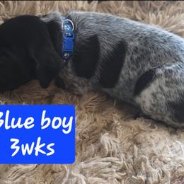 Royal blue boy - Black roan male German Shorthaired Pointer puppy in Dahlonega, Georgia from Pointer Mountain Bird Dogs