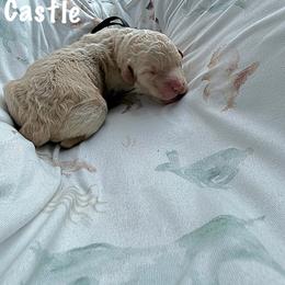 Castle - Cream female Goldendoodle puppy in Atlantic Beach, Florida from Glamorous Golden Doodles
