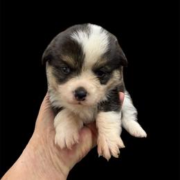 Boy 2 - Black and tan male Pembroke Welsh Corgi puppy in Moulton, Alabama from Reed's Pembroke Corgi Welsh
