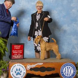 Blondie - Lakeland Terrier