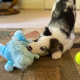 Border Collie Puppies from Cascade Sun Kennels
