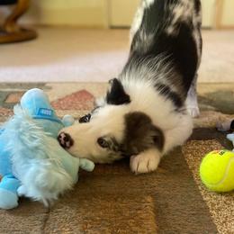 Border Collie Puppies from Cascade Sun Kennels
