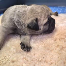Girl - Fawn female Bullmastiff puppy in Woodburn, Oregon from Showdown Kennels