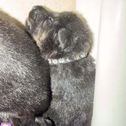 Black collar boy - Bi-color male German Shepherd puppy in Centralia, Illinois from Janices AKC German Sheperds LLC
