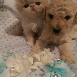 Goldendoodle Puppies from Austin Doodles & Poodles