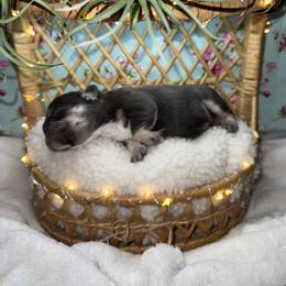 Boy 2 - Tricolors male French Bulldog puppy in Minco, Oklahoma from Findley’s Furbabies